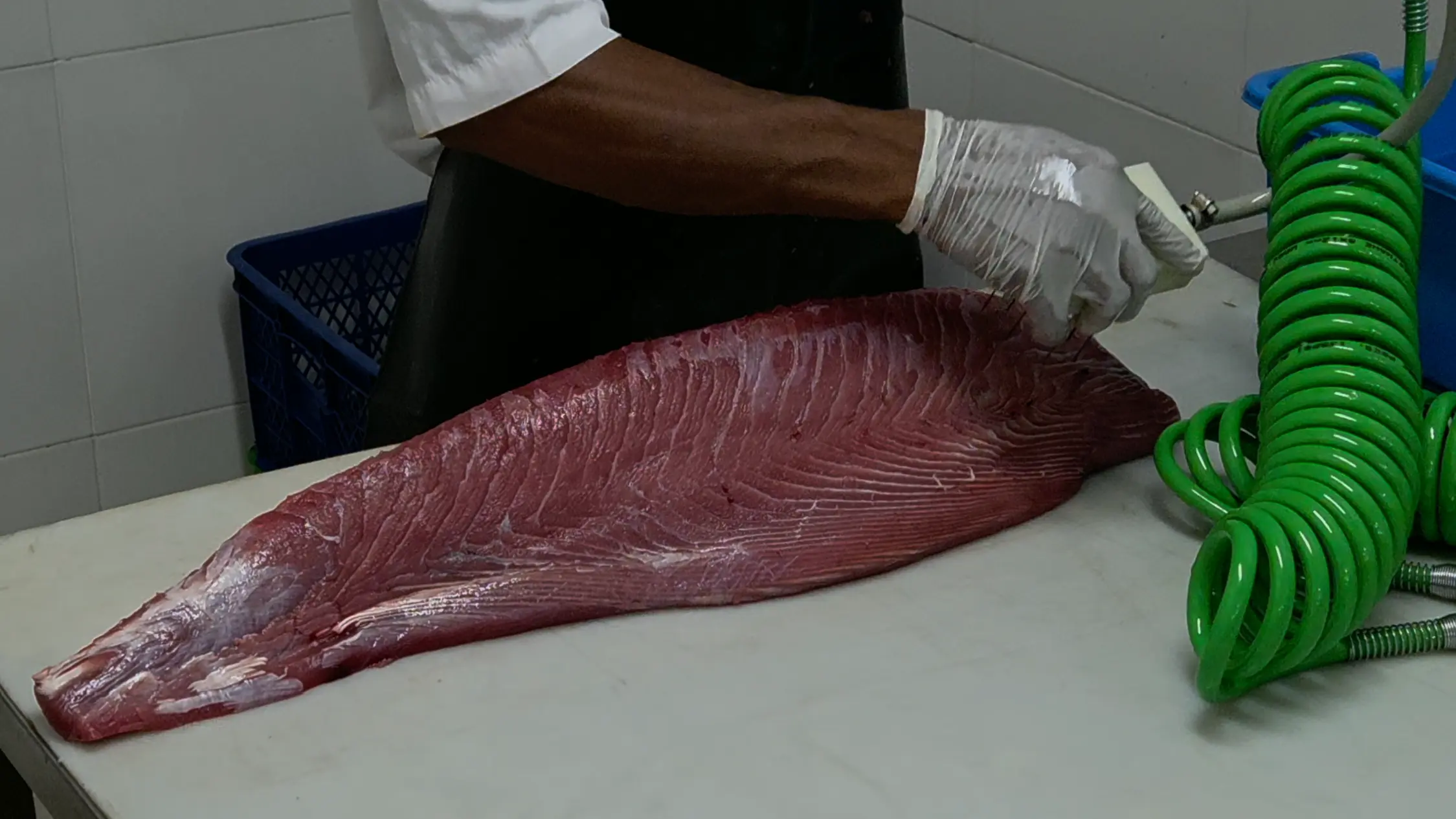 CO processed tuna handling area